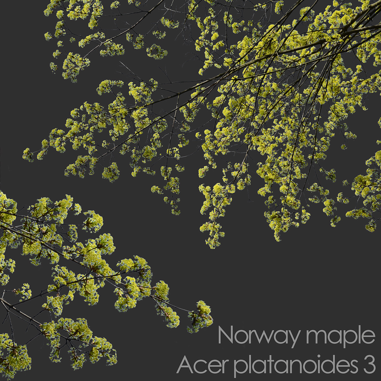 ArtStation - 30 Spring Tree CUTOUTS of Foreground Branches in PNG ...