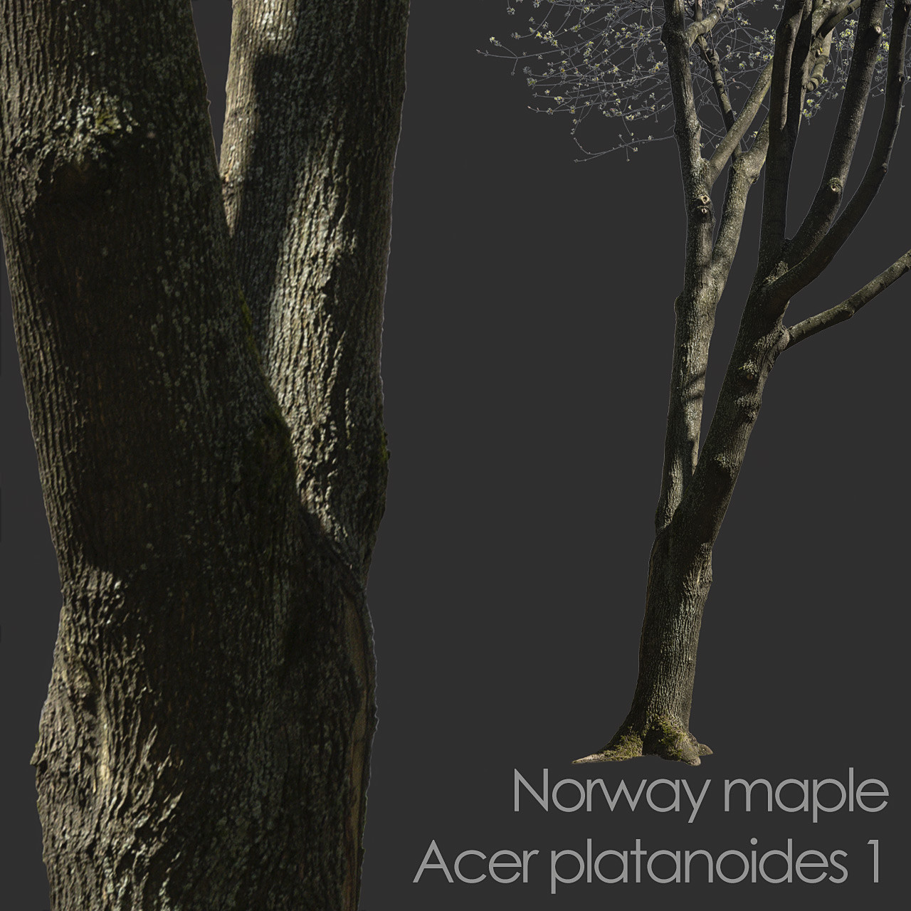 ArtStation - 30 Spring Tree CUTOUTS of Foreground Branches in PNG ...