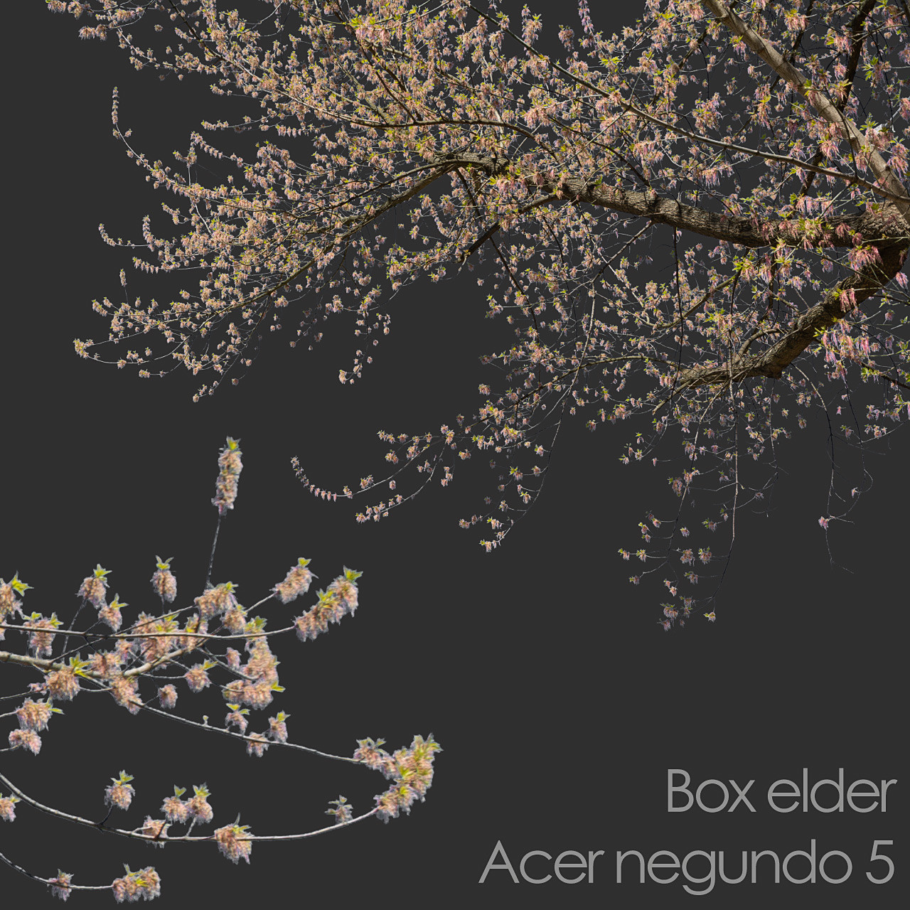 ArtStation - 30 Spring Tree CUTOUTS of Foreground Branches in PNG ...