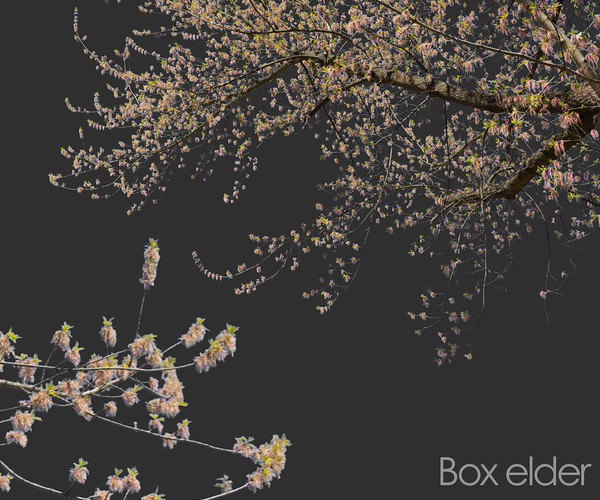 ArtStation - 30 Spring Tree CUTOUTS of Foreground Branches in PNG ...