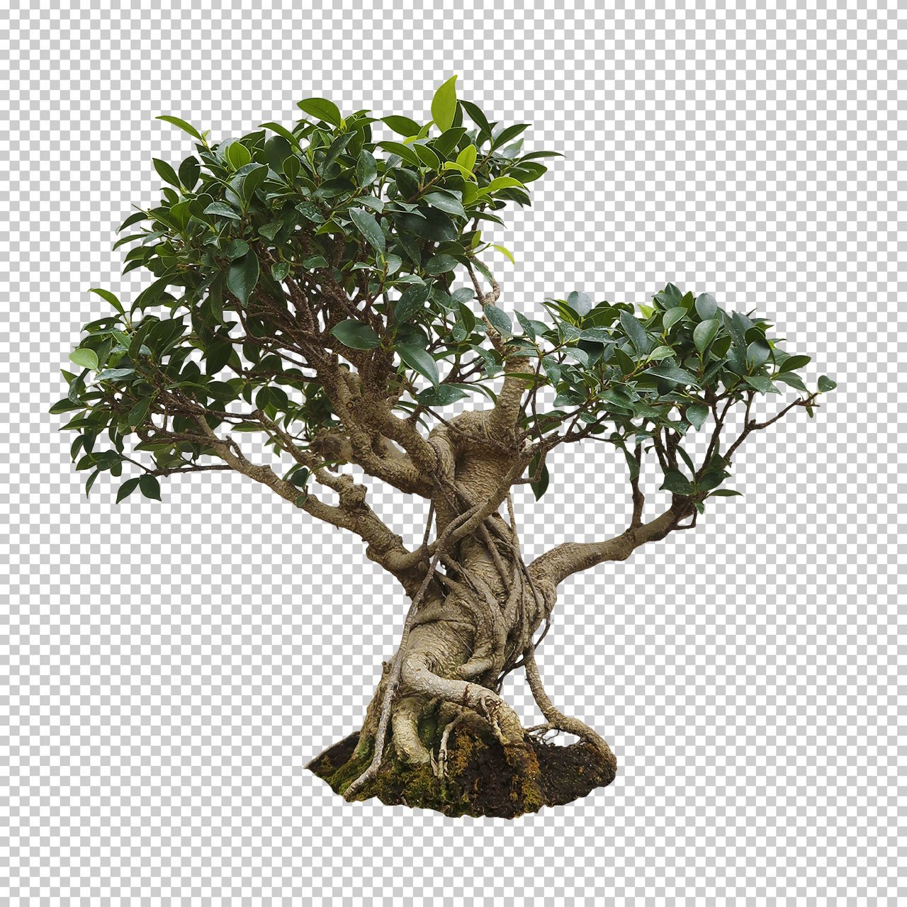 ArtStation - SPRING BONSAI TREE CUTOUT - Photo reference pack - 90+ PNG