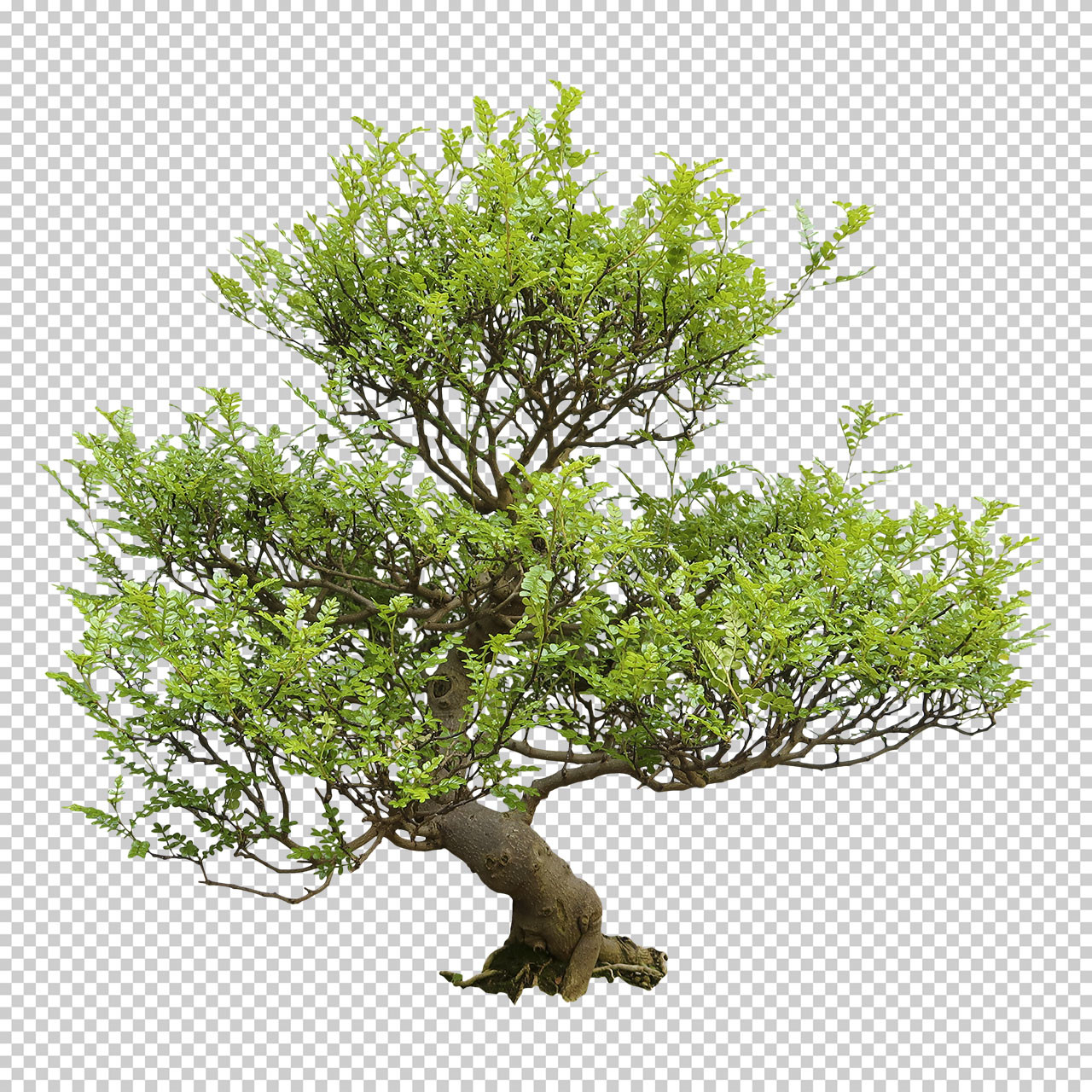 ArtStation - SPRING BONSAI TREE CUTOUT - Photo reference pack - 90+ PNG