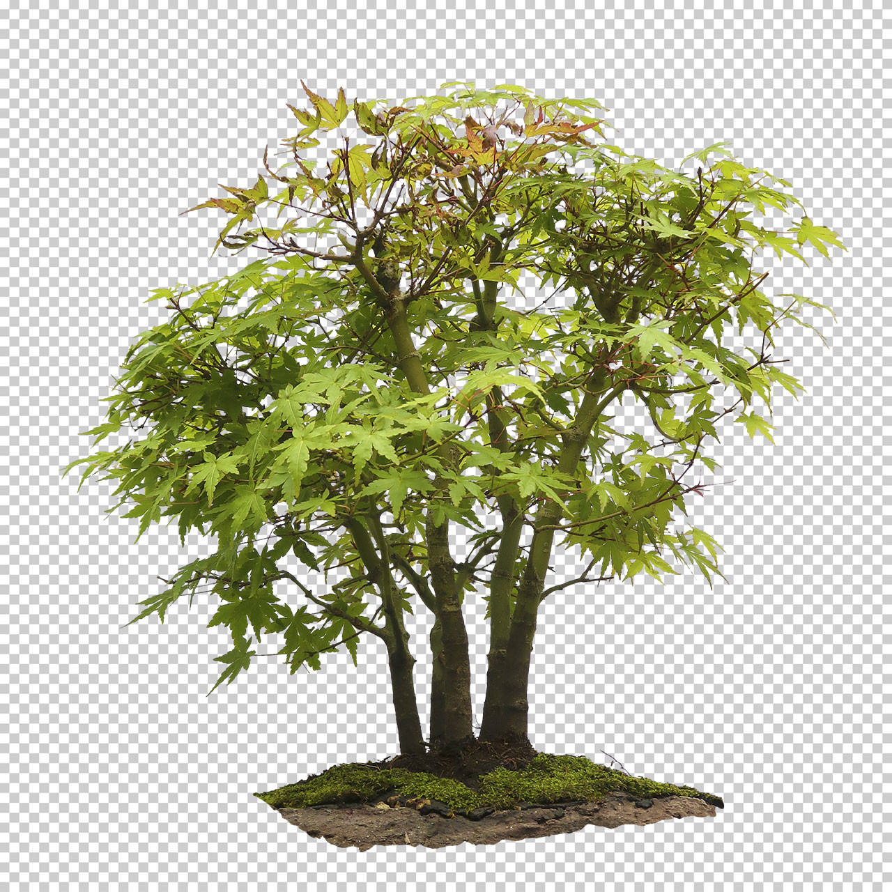 1,313 Bonzai trees 图片、库存照片、3D 物体和矢量图