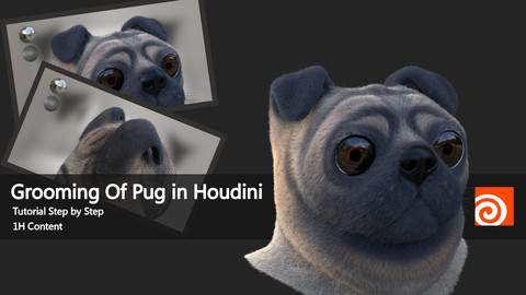 Grooming Of Pug In Houdini