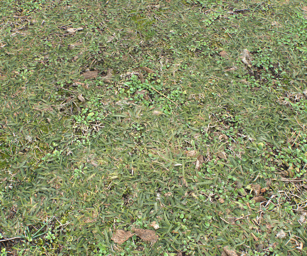 ArtStation - Forest ground PBR Pack 10 Textures | Resources