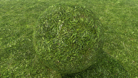 Grass (227) - Photogrammetry based Environment Texture