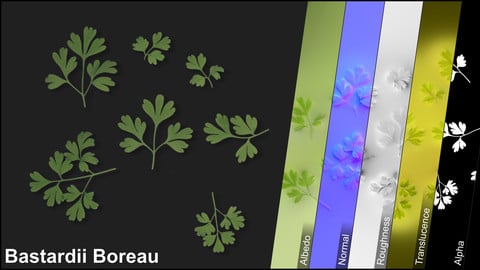 Photometric Scan Vegetation - Bastardii Boreau - Leaves Kit 1