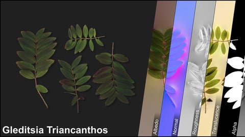 Photometric Scan Vegetation - Gleditsia Triancanthos - Leaves 1