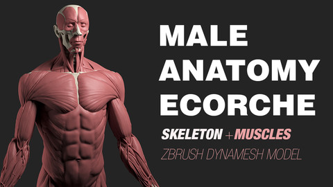 Male Anatomy Ecorche - Skeleton model - Human muscles