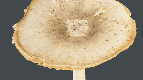 Photoscan_Mushroom_0009_only HighPoly Mesh (16K Texture)