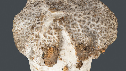 Photoscan_Mushroom_0010_only HighPoly Mesh (16K Texture)