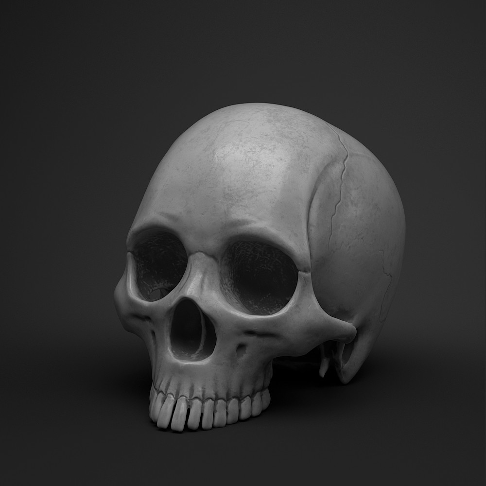 skull model for drawing