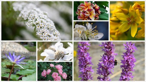 Different flowers | Ref Pack