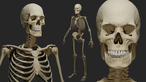 PBR Human male skeleton