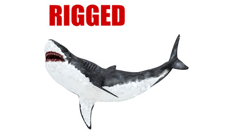 Rigged Shark Model