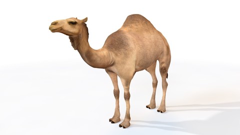 Camel 3D Model