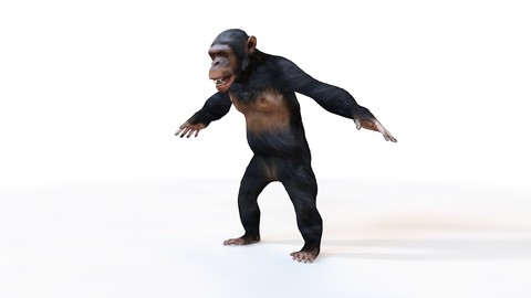 Chimpanzee 3D Model