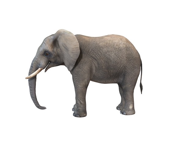 ArtStation - Elephant 3D Model | Resources