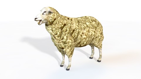 Sheep  3D Model