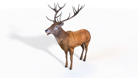 Stag 3D Model