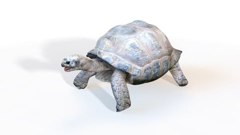 Tortoise 3D Model