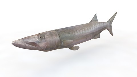 Barracuda 3D Model