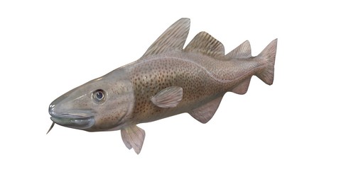 Cod 3D Model
