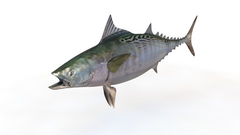 False Albacore Tuna 3D Model