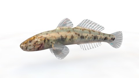 Gobiidae - River goby - Awaous banana