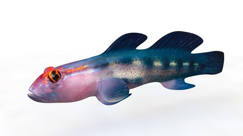 Red Head Goby - Fishkeeper 3D Model