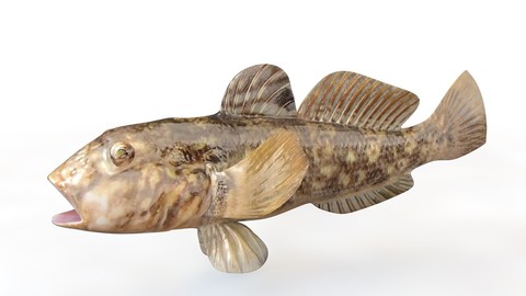 Round Goby 3D Model