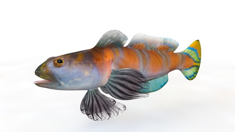 Shrimp Goby 3D Model