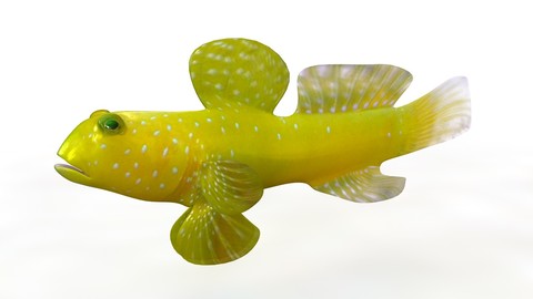 Yellow Watchman Goby 3D Model