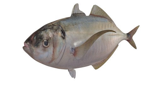 Pacific Bumper 3D Model