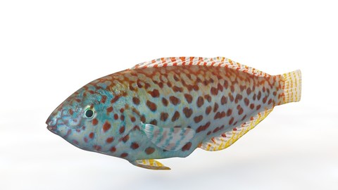 Pakoko Wrasse 3D Model