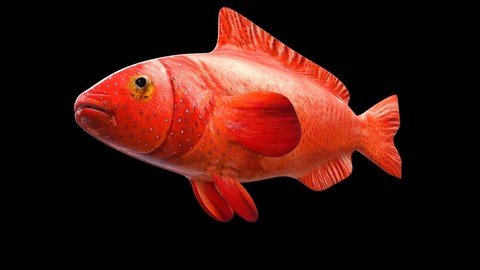 Red Grouper Fish 3D Model