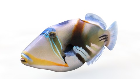 Reef Triggerfish 3D Model