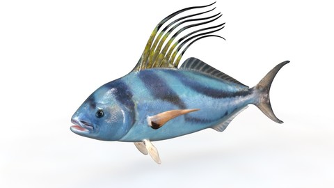 Rooster fish 3D Model
