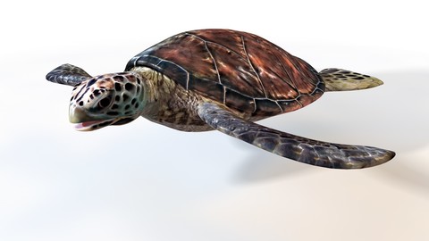 Sea Turtle 3D Model
