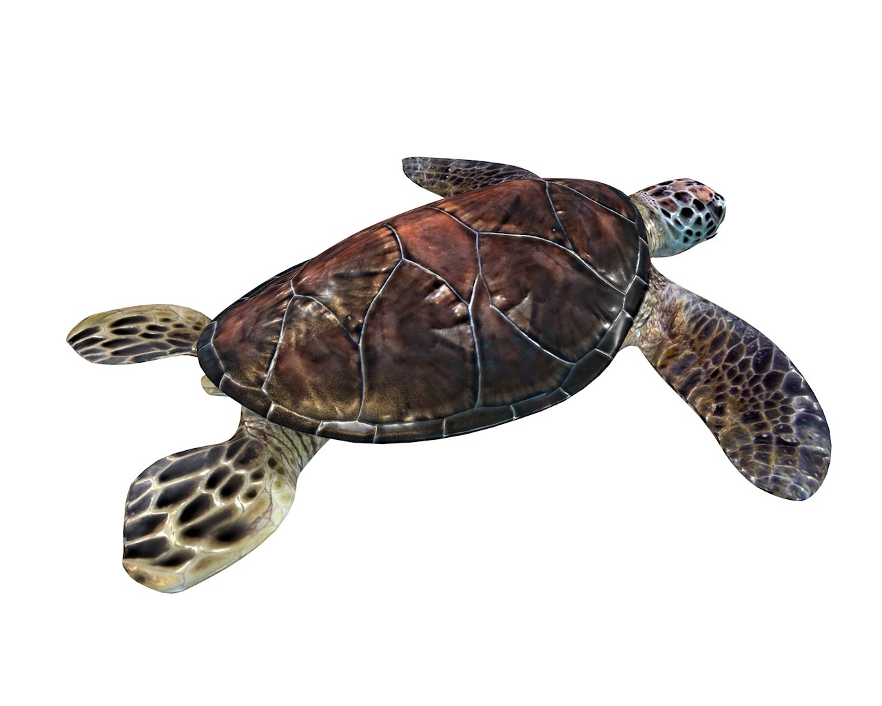 ArtStation - Sea Turtle 3D Model | Resources