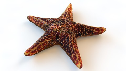 Starfish 5 type 3D Model