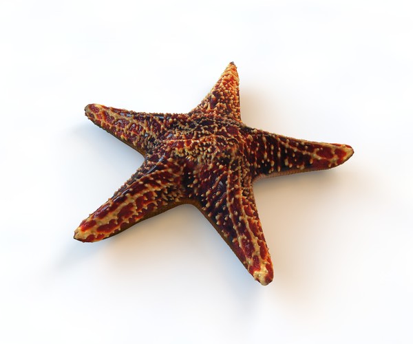 ArtStation - Starfish 5 type 3D Model | Resources