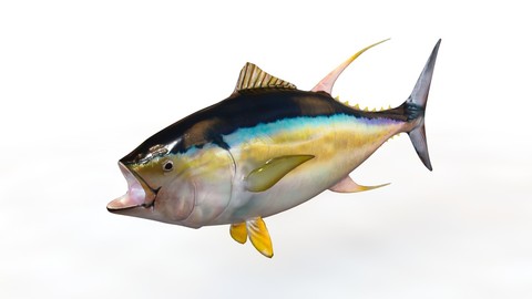Yellowfin Tuna 3D Model