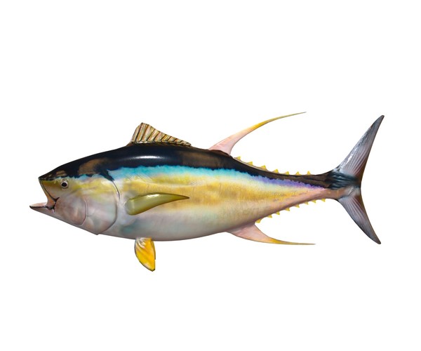 ArtStation - Yellowfin Tuna 3D Model | Resources