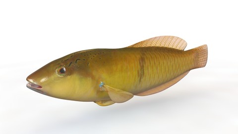 Yellowhead Wrasse 3D Model