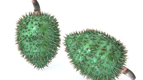 Soursop 3D Model