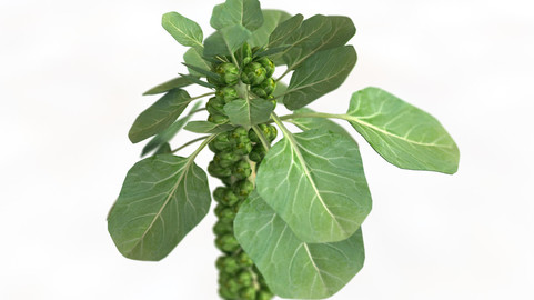Brussels Sprouts Plant 3D Model