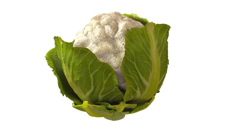 Cauliflower 3D Model