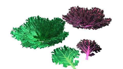 Kale 3D Model