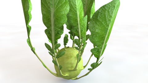Kohlrabi 3D Model